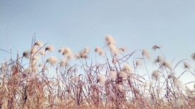 芦苇