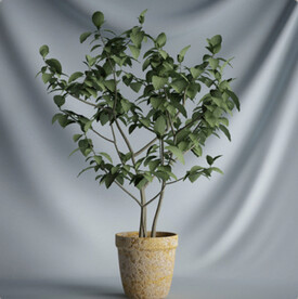 C4D模型盆栽绿色植物插花