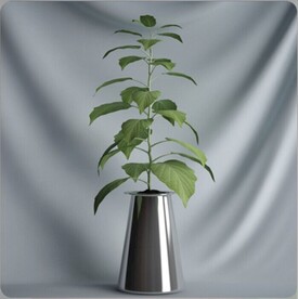 C4D模型盆栽绿色植物插花