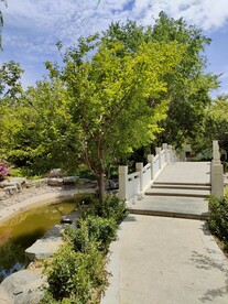 夏日园林小桥流水绿树成荫