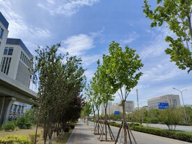 夏日晴空人行道绿植