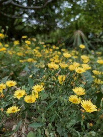 路边野花黄色小雏菊可爱