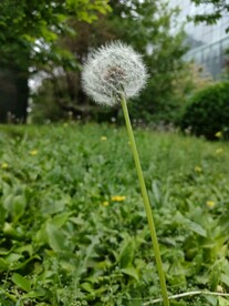 绿色草地蒲公英