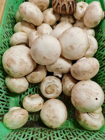 蘑菇