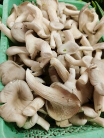 新鲜蘑菇