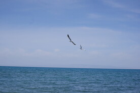 青海湖 海鸥