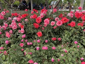 月季花