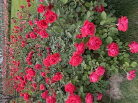 月季花