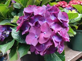 绣球花
