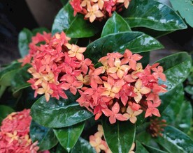 龙船花