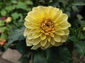 大丽花
