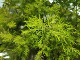 黄金香柳