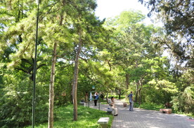北京紫竹院公园油松林