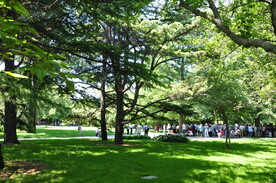 北京紫竹院公园林下草坪