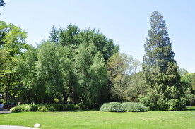 北京紫竹院公园大草坪