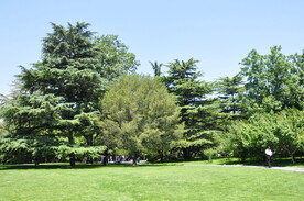 北京紫竹院公园雪松草坪