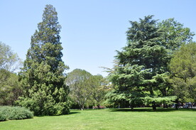 北京紫竹院公园大草坪