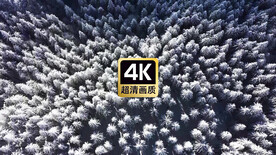 航拍风景冬季云雾下的树林