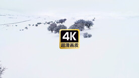 唯美风景雪原上的树林