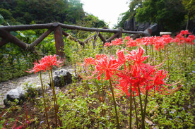 玉石林花开彼岸