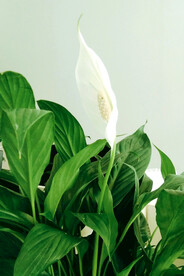 盆栽鲜花