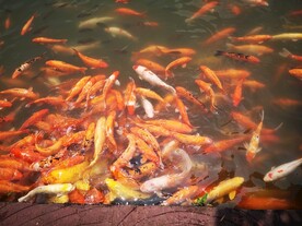 锦鲤