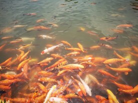 锦鲤
