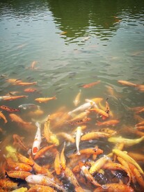 锦鲤