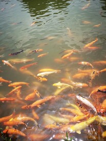 锦鲤