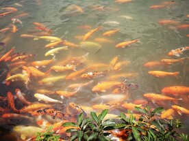 锦鲤