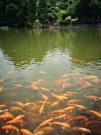 锦鲤