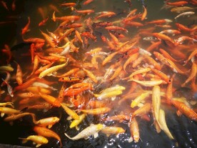 锦鲤