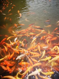 锦鲤