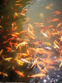 锦鲤