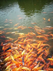 锦鲤