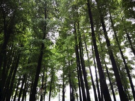 树林