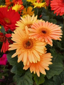 非洲菊