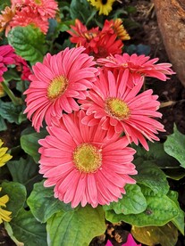 非洲菊