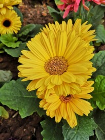 非洲菊