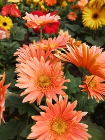 非洲菊