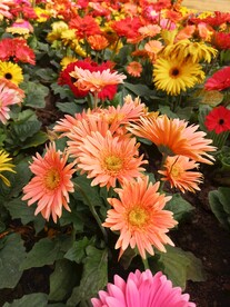 非洲菊