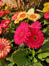 非洲菊