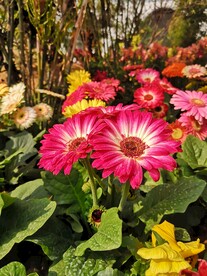 非洲菊