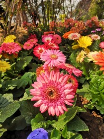 非洲菊