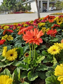 非洲菊