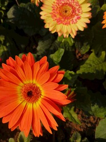 非洲菊
