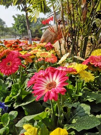非洲菊