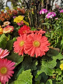 非洲菊
