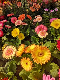 非洲菊