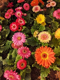 非洲菊